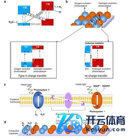 “东说念主工树叶”征询新冲破：图案化已毕太阳能阐述水制氢